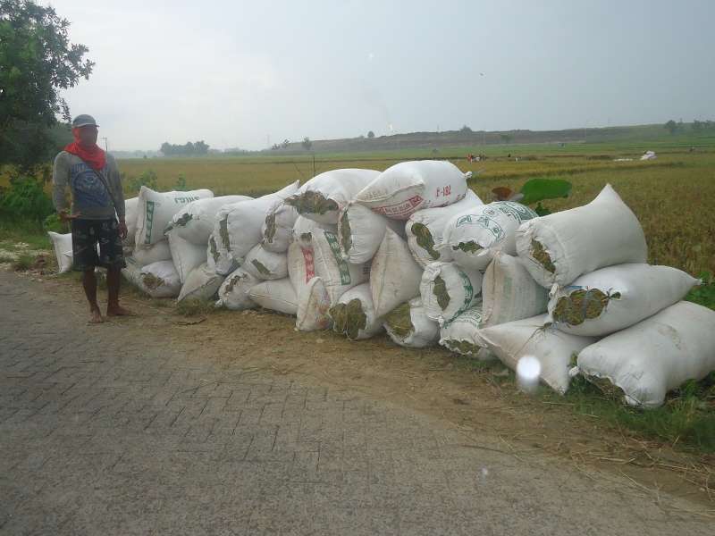 Produksi  Gabah di Bojonegoro Alami Peningkatan Sebesar 24,7 Persen