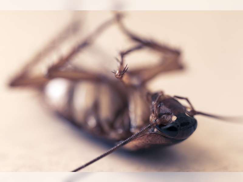 Kecoa Masuk Telinga? Begini Cara Mengatasinya