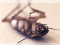 Kecoa Masuk Telinga? Begini Cara Mengatasinya