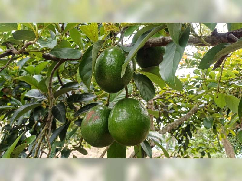 Ladang Ekonomi Baru Terbentang di Wonocolo, Ribuan Pohon Alpukat Berbuah