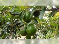 Ladang Ekonomi Baru Terbentang di Wonocolo, Ribuan Pohon Alpukat Berbuah