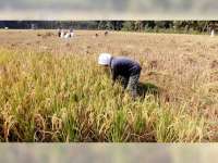 Daya Beli Petani Jawa Timur Tergerus Lagi, NTP November 2025 Turun ke 114,44