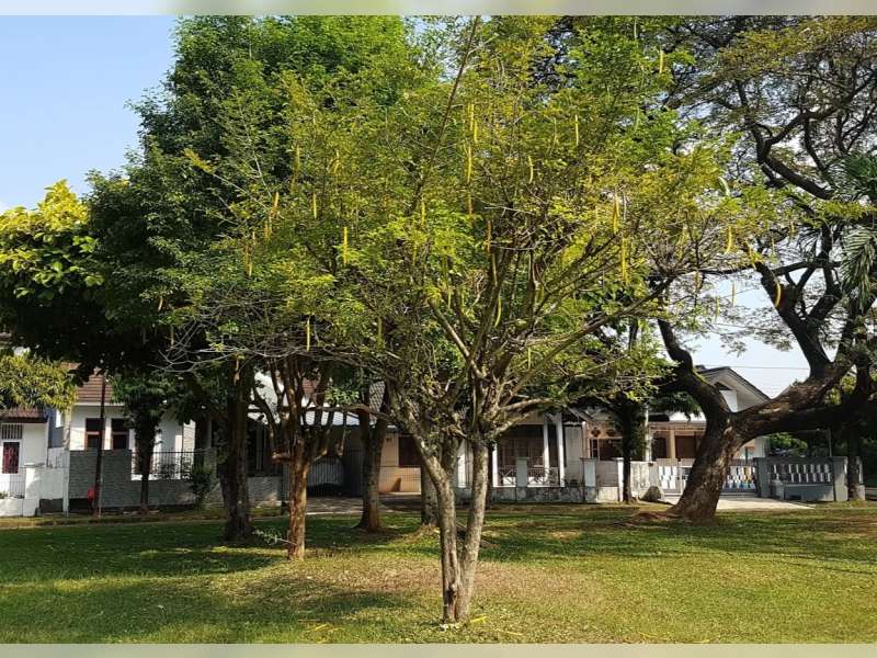 Tips Menanam Pohon di Sekitar Lingkungan Rumah