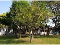 Tips Menanam Pohon di Sekitar Lingkungan Rumah