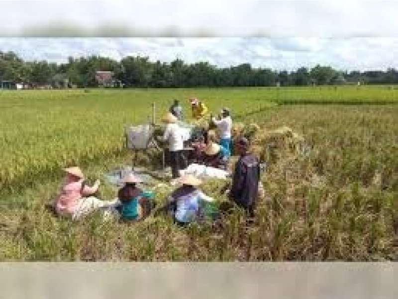 Peserta Asuransi Usaha Tani Padi  di Bojonegoro Capai 11 Ribu Orang di Tahun 2025