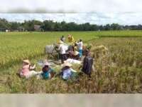 Peserta Asuransi Usaha Tani Padi  di Bojonegoro Capai 11 Ribu Orang di Tahun 2025