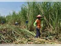Bojonegoro Siap Sukseskan Program Bongkar Ratoon dan Perluasan Lahan Tebu Nasional, Target 5.000 Hektare