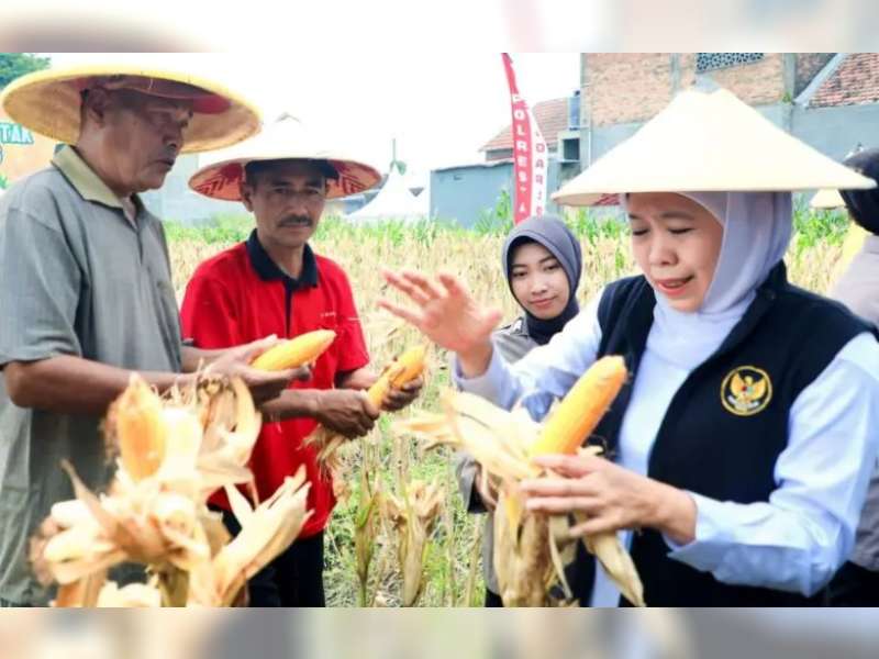 Khofifah Proyeksikan Produksi Jagung Jatim Capai 5,4 Juta Ton pada 2026