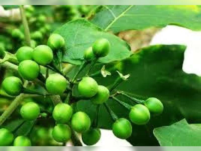 Cepokak, Buah Kecil yang Kaya Manfaat Kesehatan dan Masih Jarang Disadari