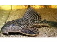 Kandungan Nutrisi pada Ikan Sapu-sapu dan  Ikan Kembung, Mana yang Lebih Tinggi