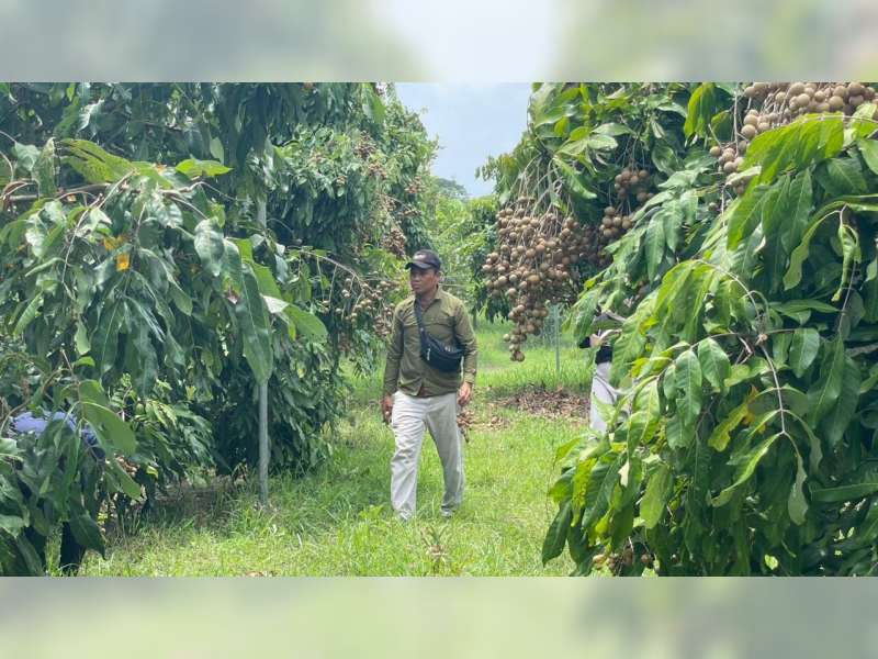 Kebun Klengkeng di Ngasem, Destinasi Wisata Cocok untuk Keluarga