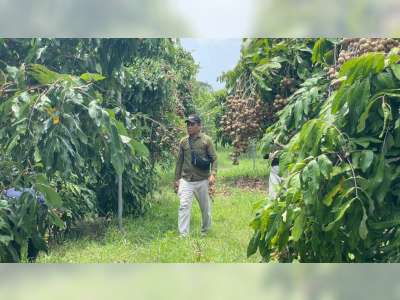 Kebun Klengkeng di Ngasem, Destinasi Wisata Cocok untuk Keluarga