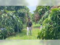 Kebun Klengkeng di Ngasem, Destinasi Wisata Cocok untuk Keluarga