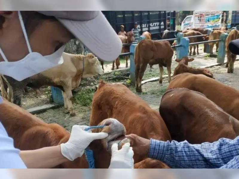 Kasus PMK Kembali Merebak di Bojonegoro, 86 Ekor Sapi Terinfeksi dan 6 Ekor Mati