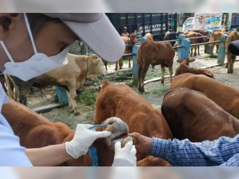 Puluhan Sapi Terjangkit  (PMK), Disnakkan Lakukan Pengawasan Ketat