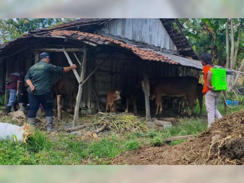 Disnakkan Bojonegoro Gerak Cepat Tangani Kasus PMK di Desa Kawengan, Kedewan