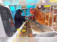 Harapan Menetas dari Program Gayatri di Desa Mori, Bojonegoro