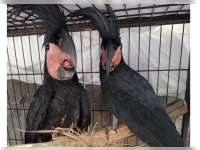 Kemenhut Amankan Tersangka Pemilik Satwa Dilindungi di Sulawesi