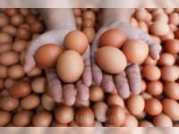 Harga Daging Ayam Ras dan Telur Masih Tinggi di Atas Acuan, Pemerintah Bantah Imbas Program MBG