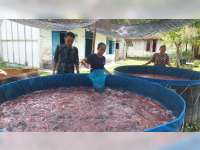 Bantuan Kolam Lele 2025 Bantu Tambah Penghasilan dan Harapan Warga Desa Mori