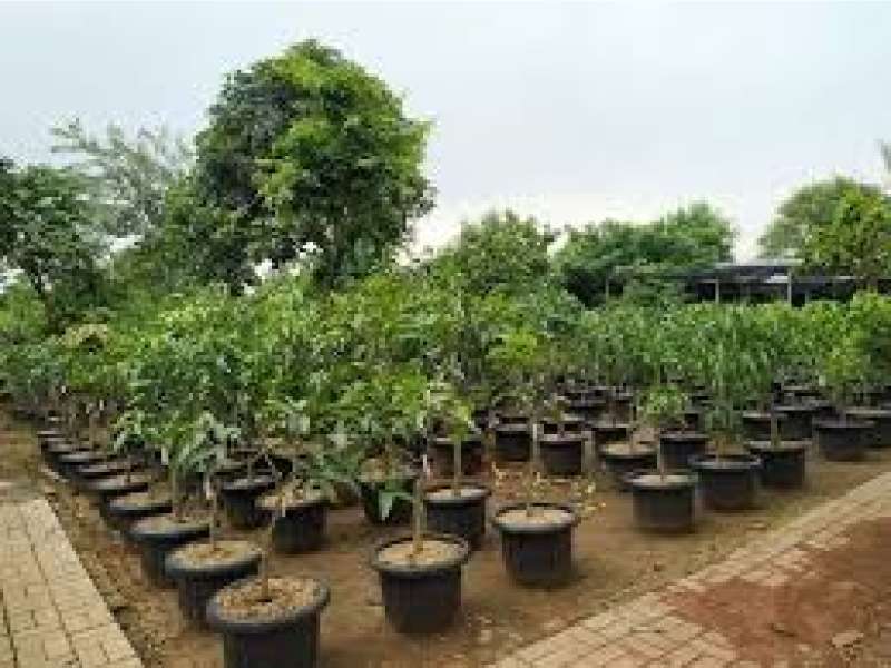 &nbsp;Pemkab Bojonegoro Siapkan Program Bantuan Bibit Buah-buahan untuk Petani