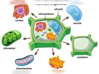 Mengenal Fungsi Membran Sel Pada Sel Tumbuhan dan Hewan