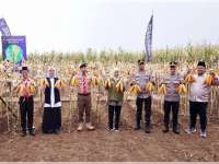 Jawa Timur Jadi Kontributor Jagung Tertinggi Nasional, Produksi Tembus 4,8 Juta Ton