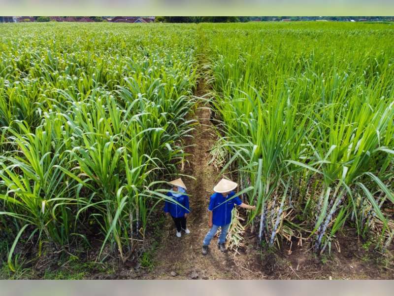 Kementan Optimistis Stok Pangan Aman Hadapi Gejolak Global