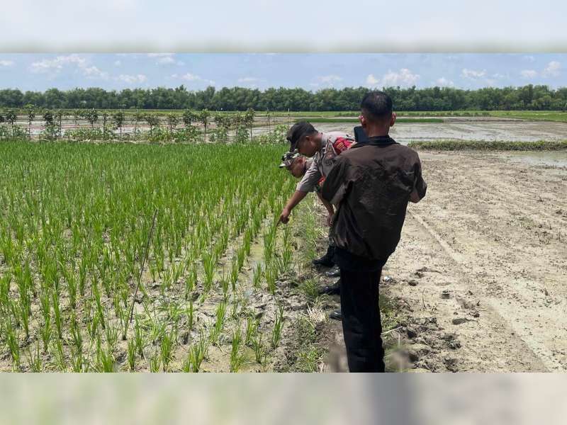 Diduga Serangan Jantung, Petani di Kepohbaru, Bojonegoro, Meninggal di Sawah
