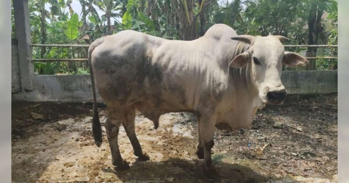 Sapi Go Rajo Kecamatan Tambakrejo Jadi Sumber Bibit Sapi PO Bojonegoro yang Jadi ...
