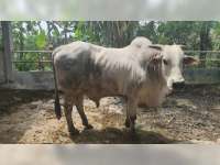 Kecamatan Tambakrejo Jadi Sumber Bibit Sapi PO Bojonegoro yang Jadi Unggulan Nasional