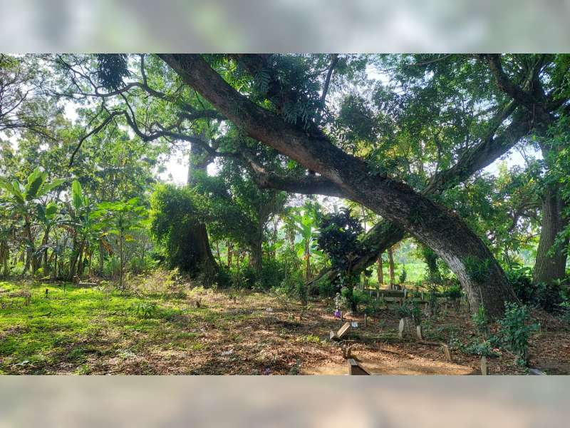 Mengungkap Jejak Pesantren Kuno Guyangan di Balik Mbah Kintir atau Kiai Januddin