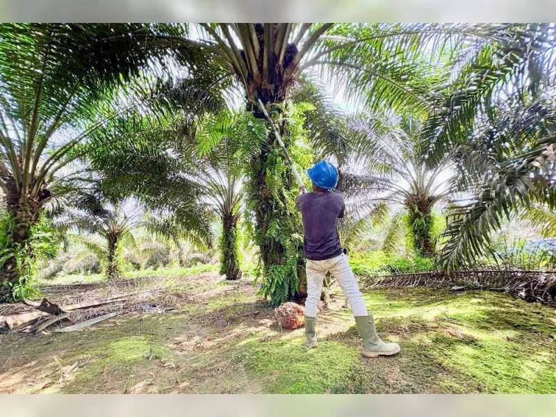 10 Negara Penghasil Minyak Sawit Terbesar di Dunia