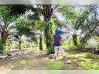 10 Negara Penghasil Minyak Sawit Terbesar di Dunia