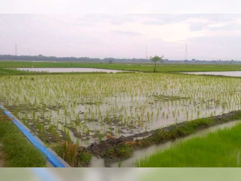 Antisipasi Kemarau Panjang, Pemkab Bojonegoro Optimis Tetap Jadi Pilar Lumbung Pangan Jawa Timur