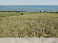 Siklus Banjir dan Kekeringan, Jangan Tunggu Bencana, DPRD Ingatkan Pemkab Soal Antisipasi Kekeringan