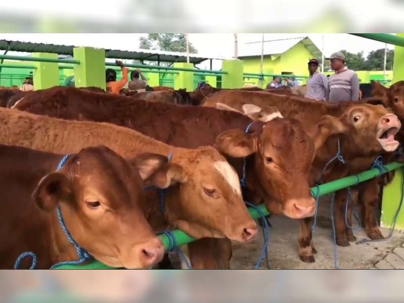 Stok Hewan Kurban di Bojonegoro Dipastikan Aman Jelang Iduladha 2026