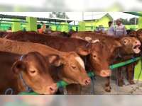 Stok Hewan Kurban di Bojonegoro Dipastikan Aman Jelang Iduladha 2026