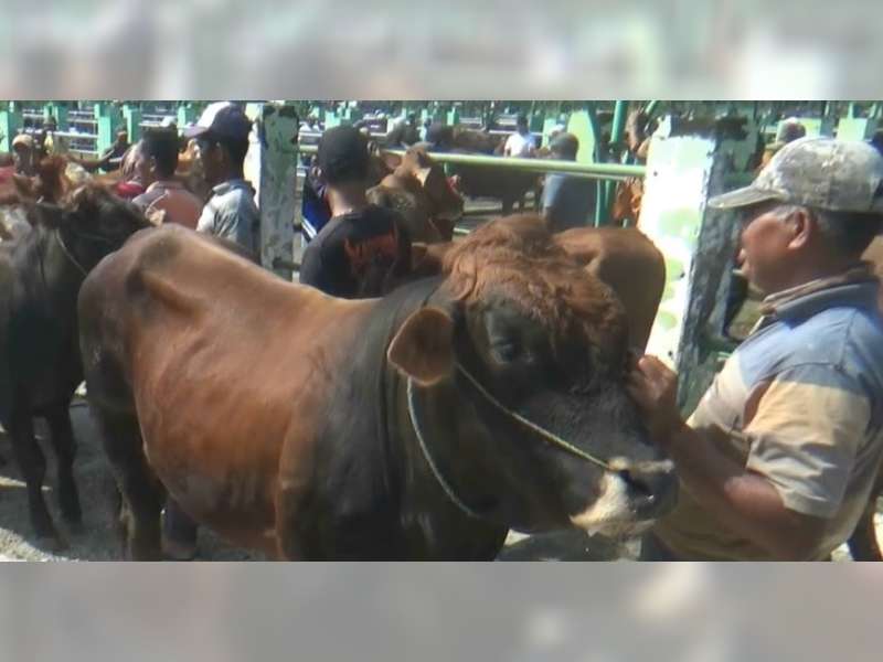 Jelang Iduladha, Harga Sapi di Bojonegoro Melonjak Naik