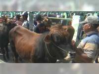 Jelang Iduladha, Harga Sapi di Bojonegoro Melonjak Naik