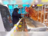 Pemkab Bojonegoro Dorong Serapan Telur Program Gayatri, ASN Wajib Dukung Produk Peternak Lokal