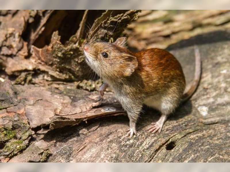 Kemenkes Pastikan Serang Virus Belum Menginfeksi Manusia di Tengah Isu Wabah Hantavirus Global