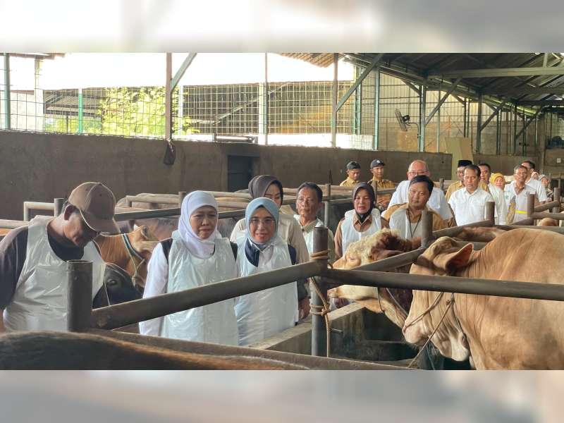 Gubernur Khofifah Kunjungi Peternak Hewan Kurban di Bojonegoro