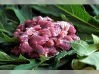 Nanas dan Daun Pepaya Ampuh Mengempukkan Daging Alot, Pakar IPB Jelaskan Cara Kerjanya