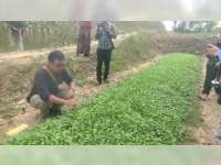 Genjot Target 16 Ribu Hektare, Pemkab Bojonegoro Bagikan Benih Tembakau Gratis ke Petani