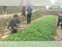 Mudahkan Petani, DKPP Bojonegoro Terapkan Mekanisme Praktis Pengajuan Bantuan Benih Tembakau