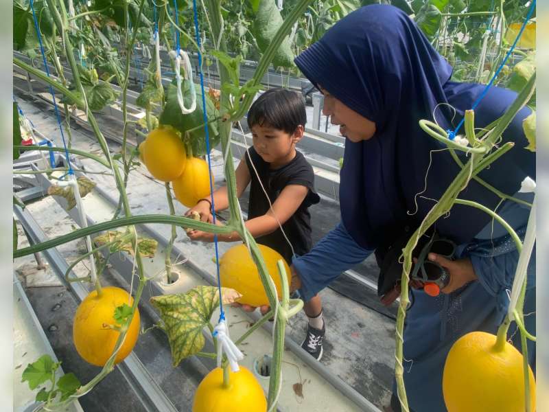 Mengintip Manisnya Budidaya Melon Hidroponik di Sambongrejo Sumberrejo, Bisa Petik Sendiri dan Icip Gratis