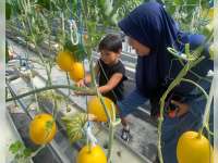 Mengintip Manisnya Budidaya Melon Hidroponik di Sambongrejo Sumberrejo, Bisa Petik Sendiri dan Icip Gratis