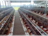 Geliat Ekonomi Desa Kaliombo Berpacu Lewat Budidaya Ayam Petelur dan Pakan Mandiri