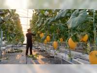 Investasi Ratusan Juta, Gen Z di Bojonegoro Ini Serius Tekuni Budidaya Buah Melon
